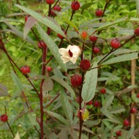Hibiscus sabdariffa L.